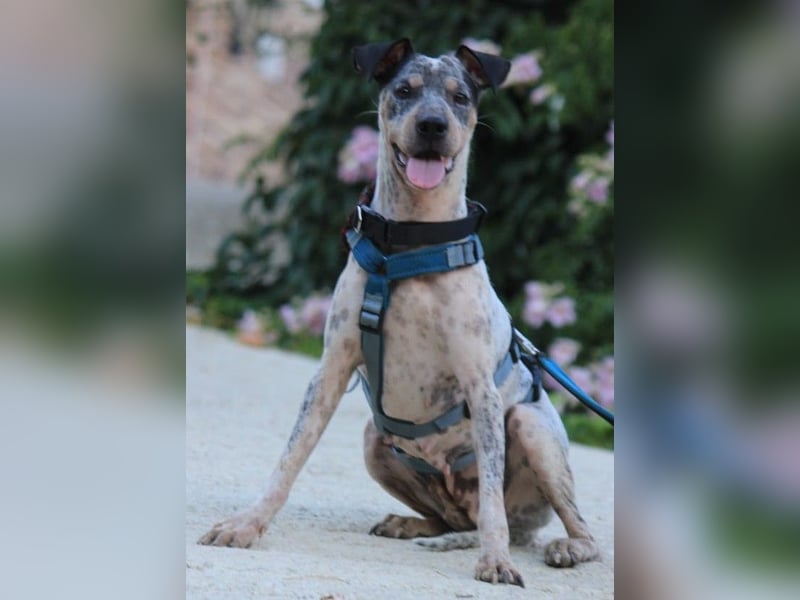 Grisa sucht einfühlsame Menschen Grisa sucht einfühlsame Menschen