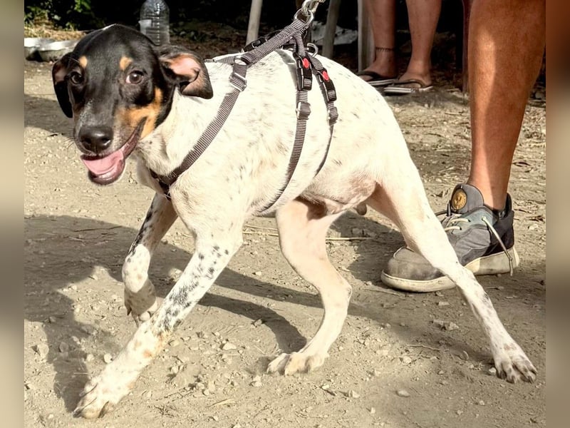 Giuseppe sucht liebevolle Menschen Giuseppe sucht liebevolle Menschen