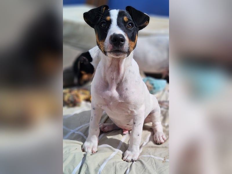 MARCO sucht ein liebevolles Zuhause