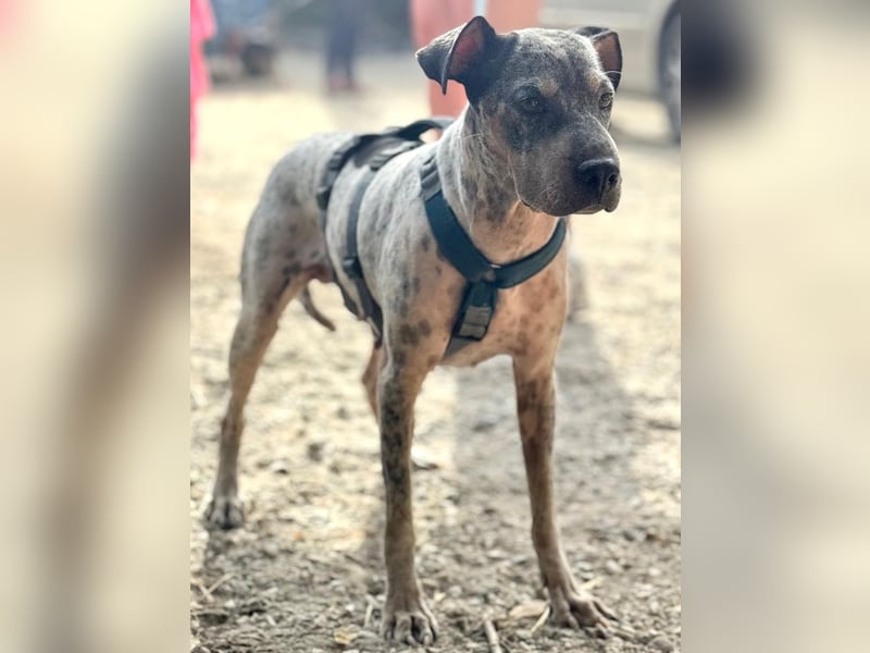 Grisa sucht einfühlsame Menschen Grisa sucht einfühlsame Menschen