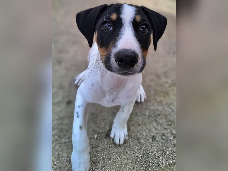 LEO sucht sein Zuhause