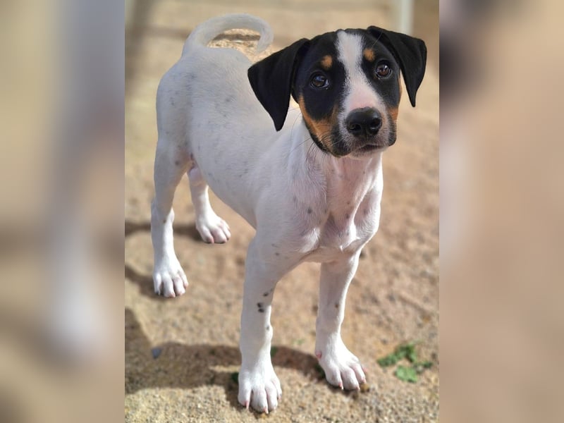 LEO sucht sein Zuhause