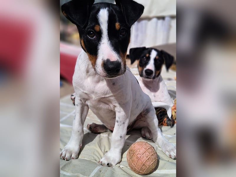 MARCO sucht ein liebevolles Zuhause