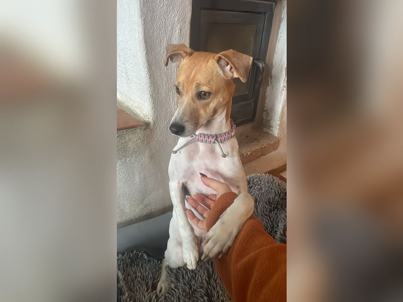 Frida sucht das Glück