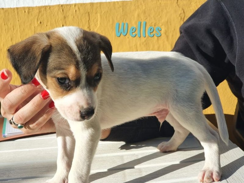Welles geb. 09/2021 (in Deutschland) - charmanter Bub sucht erfahrene Menchen!