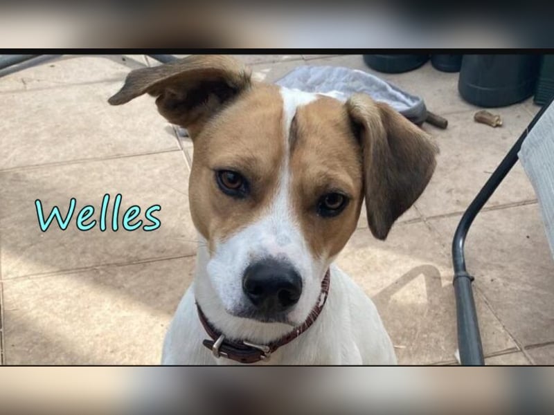 Welles geb. 09/2021 (in Deutschland) - charmanter Bub sucht erfahrene Menchen!