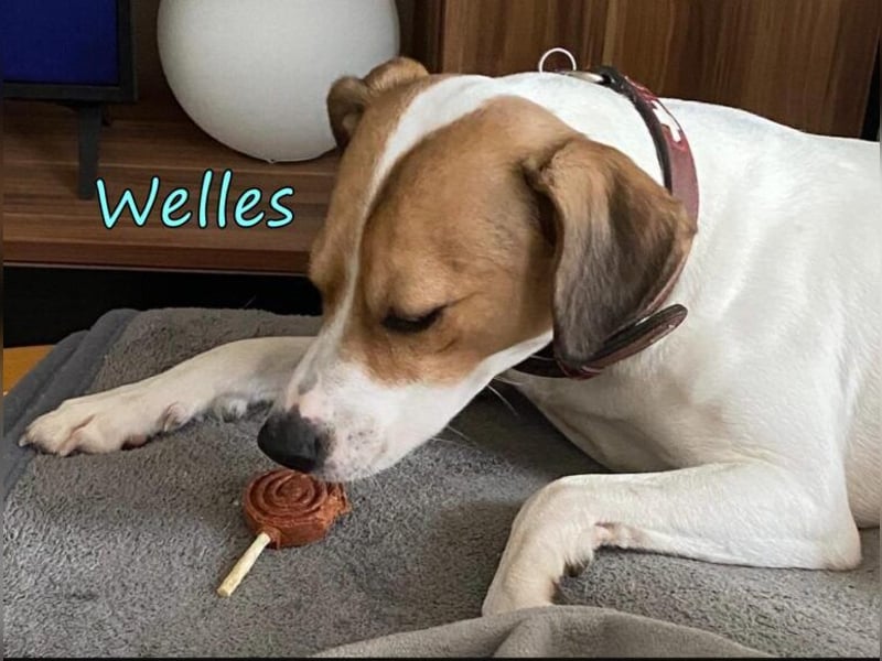 Welles geb. 09/2021 (in Deutschland) - charmanter Bub sucht erfahrene Menchen!