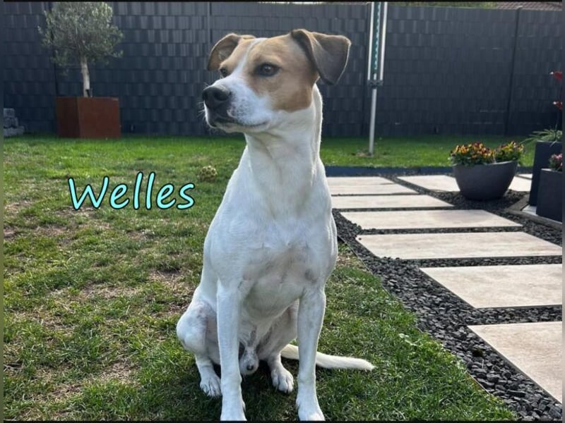 Welles geb. 09/2021 (in Deutschland) - charmanter Bub sucht erfahrene Menchen!