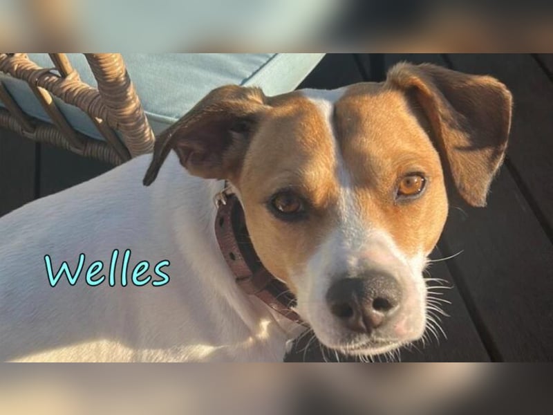 Welles geb. 09/2021 (in Deutschland) - charmanter Bub sucht erfahrene Menchen!