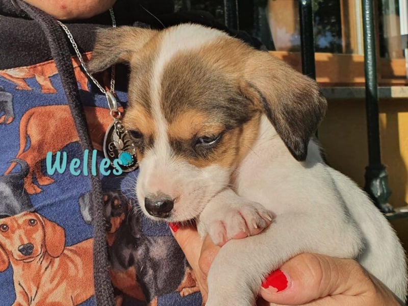 Welles geb. 09/2021 (in Deutschland) - charmanter Bub sucht erfahrene Menchen!