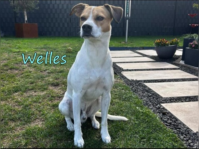 Welles geb. 09/2021 (in Deutschland) - charmanter Bub sucht erfahrene Menchen!