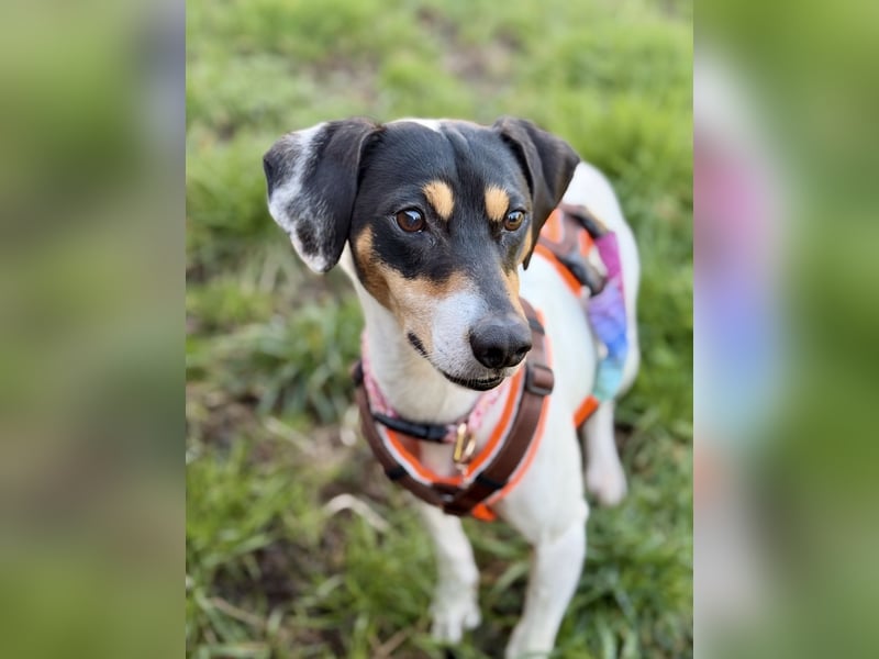 Luna - Sensible Begleiterin sucht Zuhause im Doppelpack