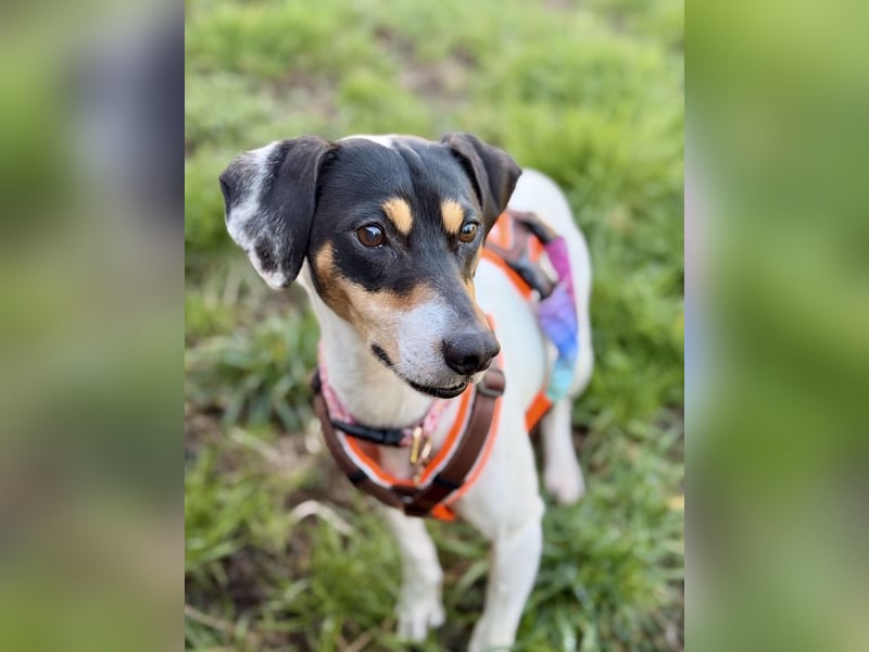 Luna - Sensible Begleiterin sucht Zuhause im Doppelpack