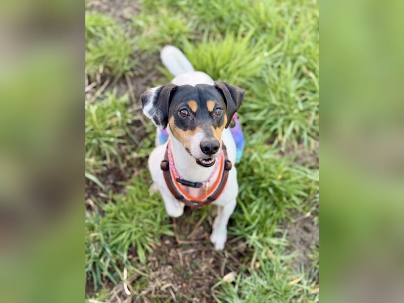 Luna - Sensible Begleiterin sucht Zuhause im Doppelpack