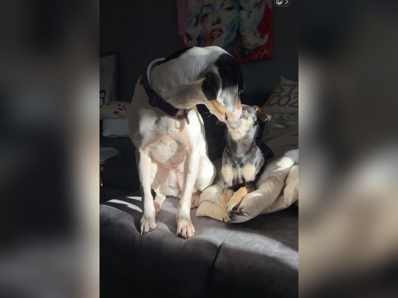 Luna - Sensible Begleiterin sucht Zuhause im Doppelpack