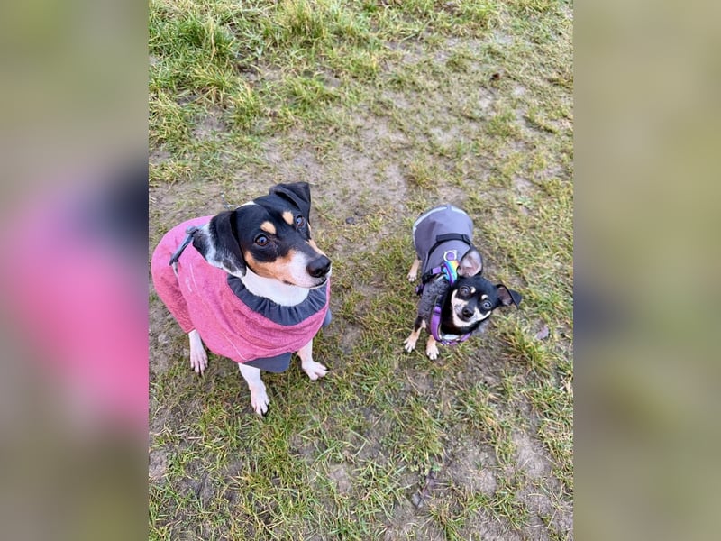 Luna - Sensible Begleiterin sucht Zuhause im Doppelpack