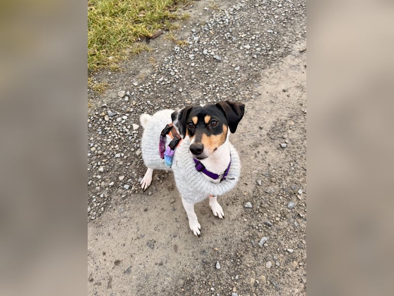 Luna - Sensible Begleiterin sucht Zuhause im Doppelpack