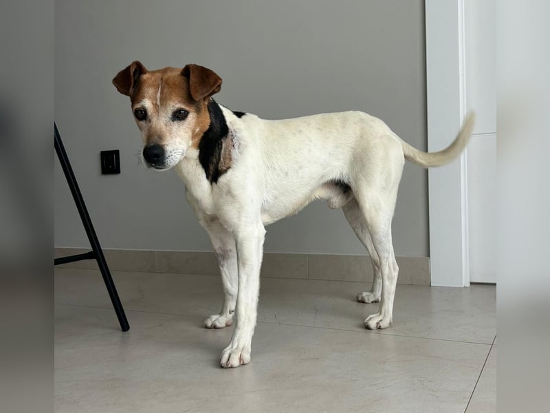 Max - sanfter Bodeguero-Mix sucht sein Zuhause