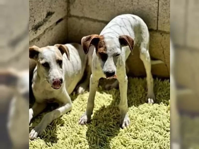 Lucky , hat Glück verdient