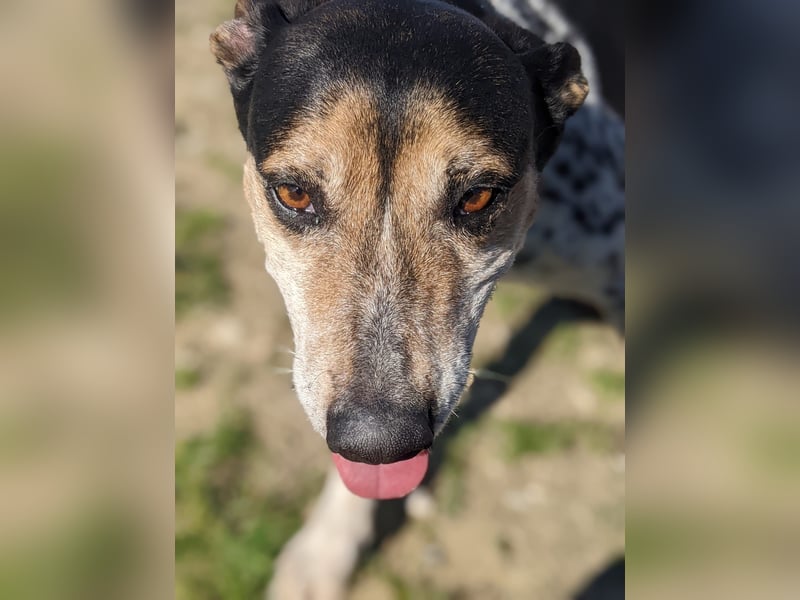 Pini - freundliche Jagdhund-Mischlingshündin sucht ihr Zuhause