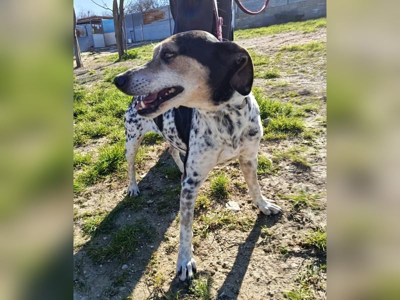 Pini, hofft endlich ein liebevolles Zuhause zu finden