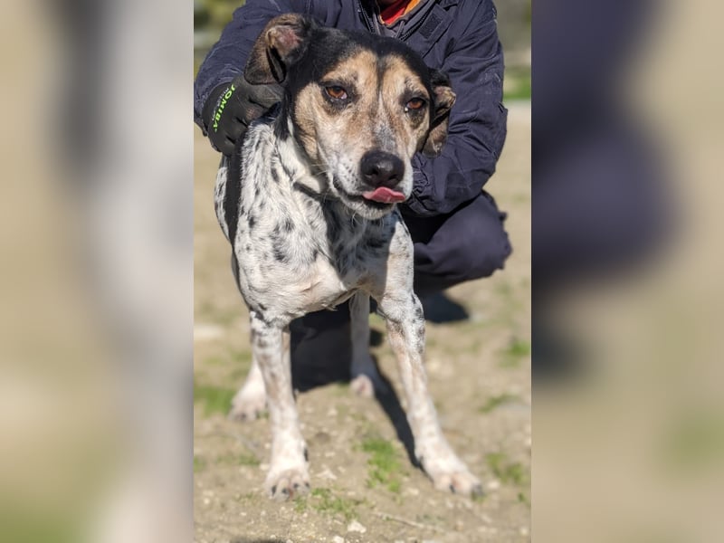 Pini - freundliche Jagdhund-Mischlingshündin sucht ihr Zuhause