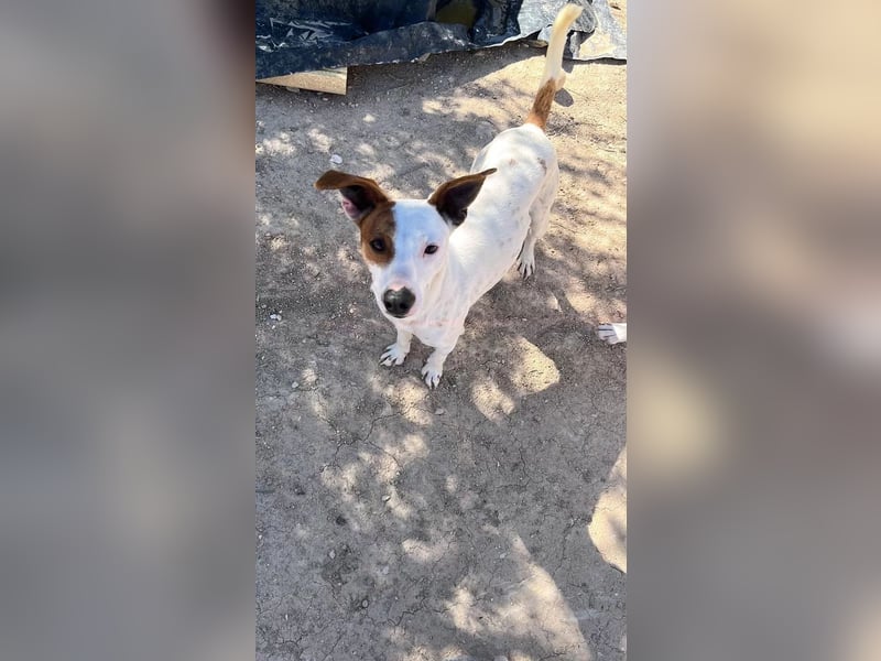 Lucky, mag Kinder, Katzen und Hundekumpels