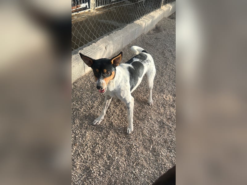 Limón - ein fröhlicher Herzenshund mit ständig wedelndem Schwänzchen sucht sein Zuhause