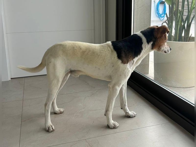 Max - sanfter Bodeguero-Mix sucht sein Zuhause