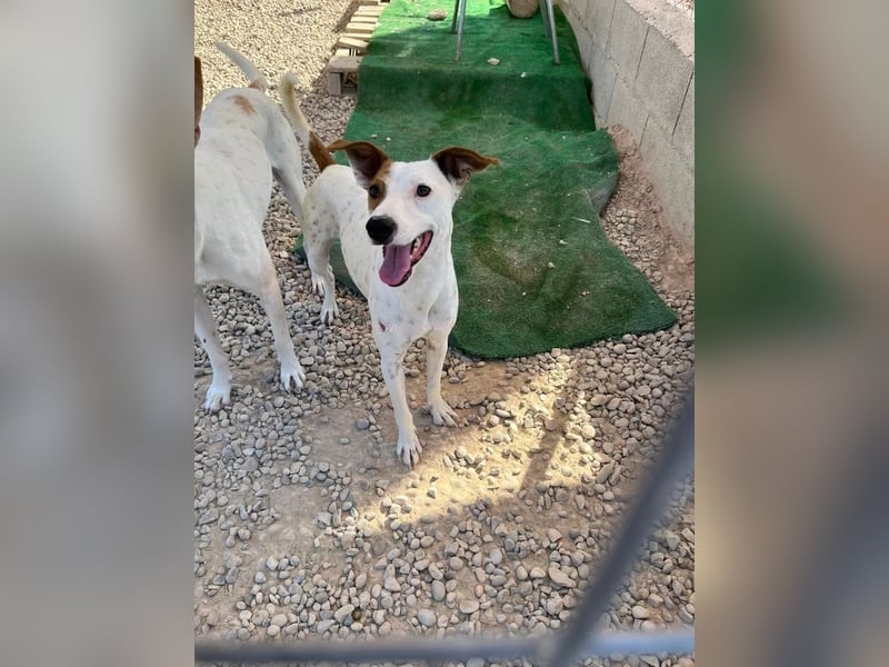Lucky, mag Kinder, Katzen und Hundekumpels
