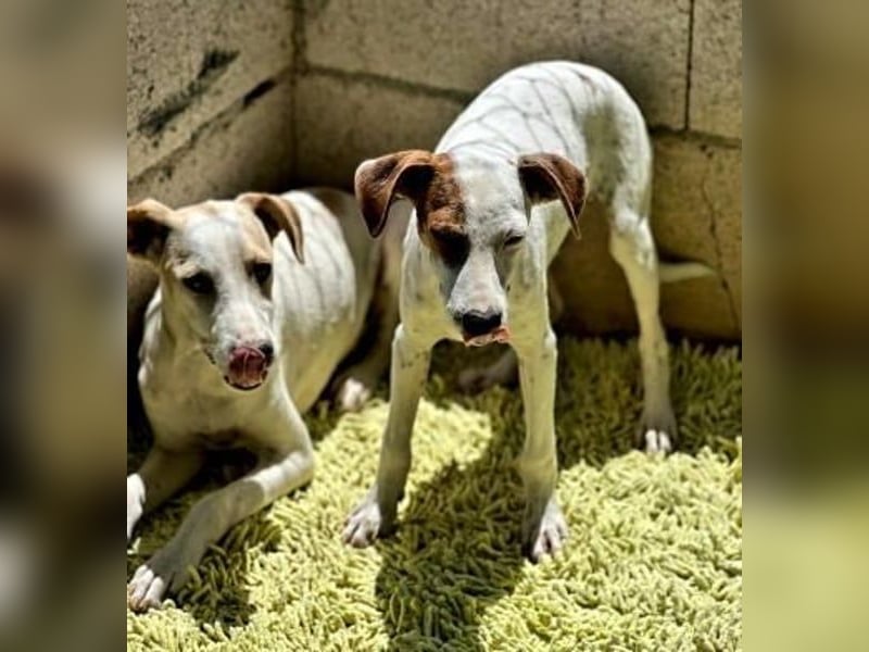 Lucky, wann bekommt er seine Chance?