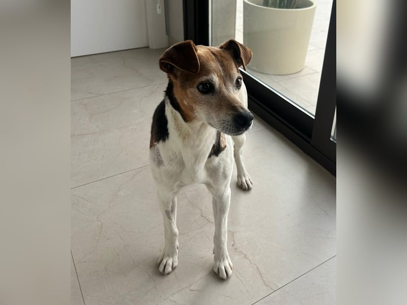 Max - sanfter Bodeguero-Mix sucht sein Zuhause