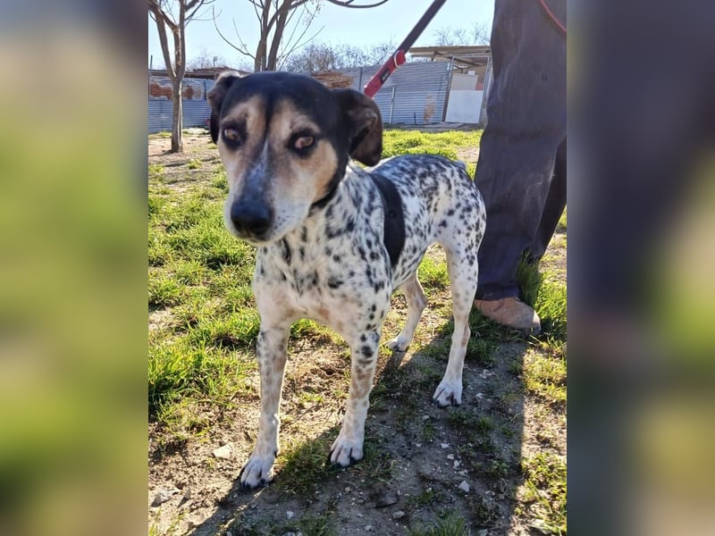 Pini - freundliche Jagdhund-Mischlingshündin sucht ihr Zuhause