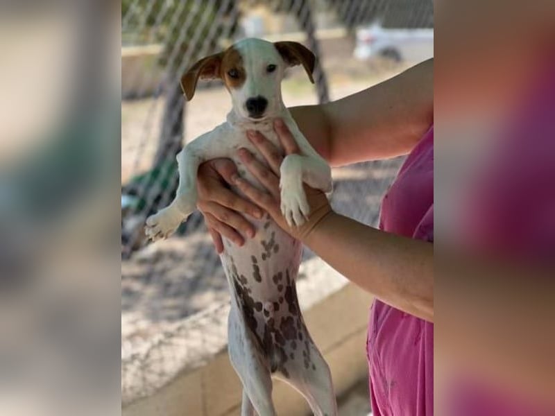 Lucky, wann bekommt er seine Chance?