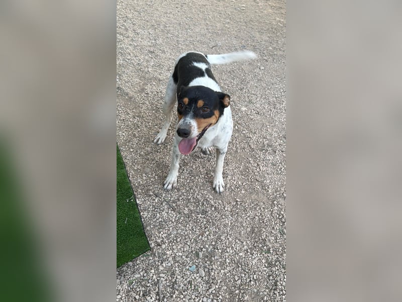 Limón - ein fröhlicher Herzenshund mit ständig wedelndem Schwänzchen sucht sein Zuhause