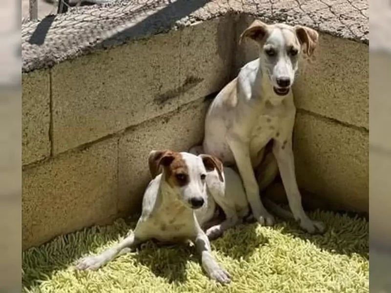 Lucky, freundlich sozial und gut gelaunt