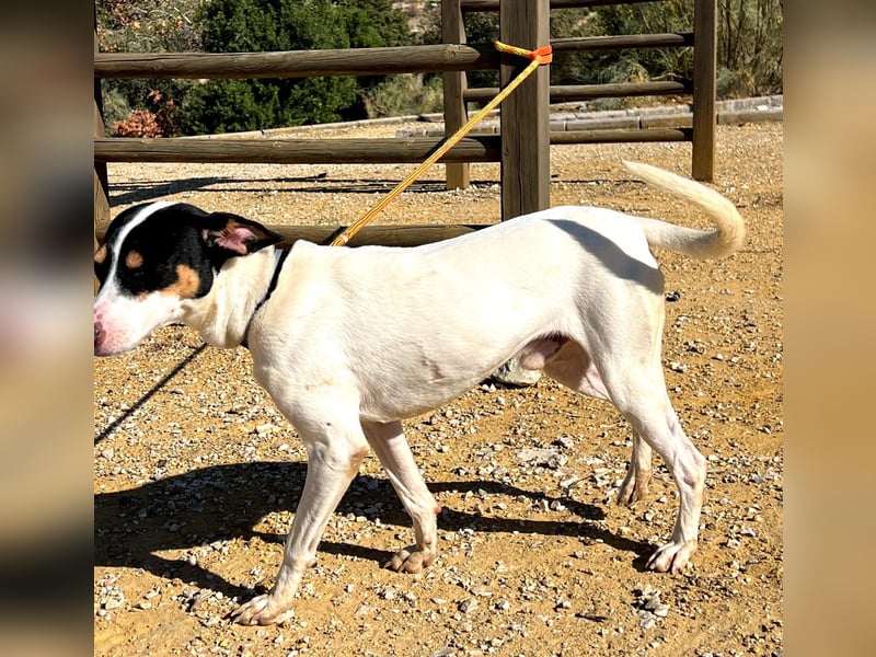 Bestia- wo darf er endlich ankommen?