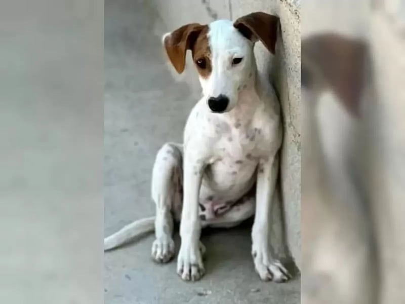 Lucky, mag Kinder, Katzen und Hundekumpels