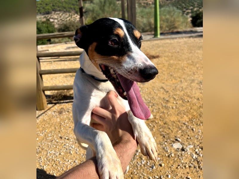 Bestia- wo darf er endlich ankommen?