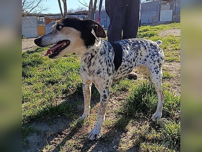 Pini, hofft endlich ein liebevolles Zuhause zu finden