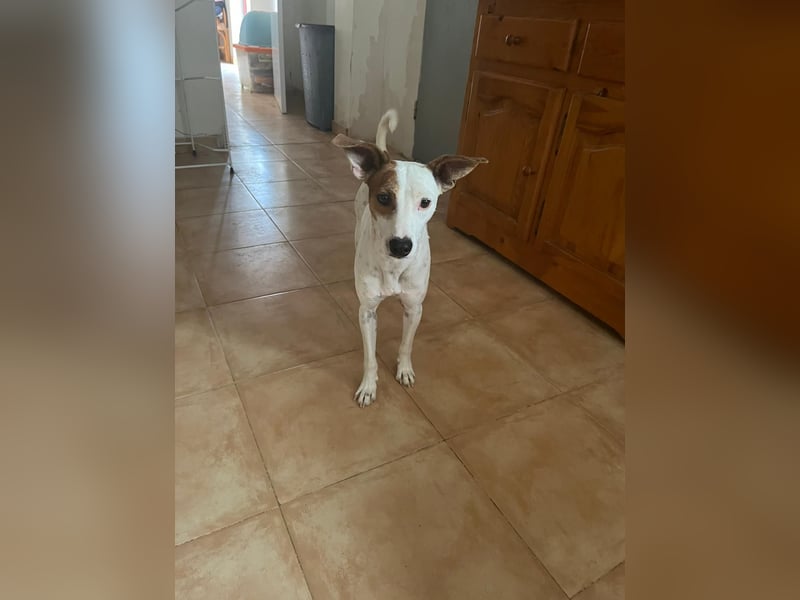 Lucky, wann bekommt er seine Chance?