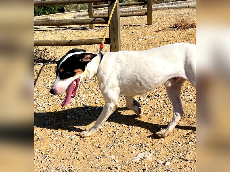 Bestia- wo darf er endlich ankommen?