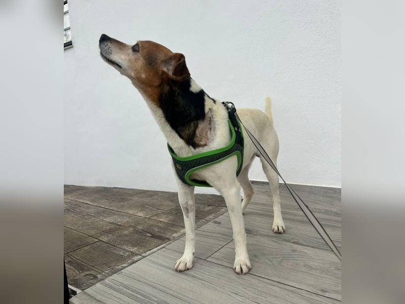 Max - sanfter Bodeguero-Mix sucht sein Zuhause