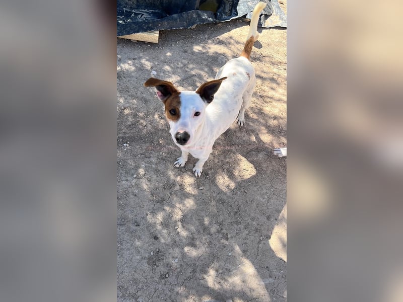 Lucky, freundlich sozial und gut gelaunt
