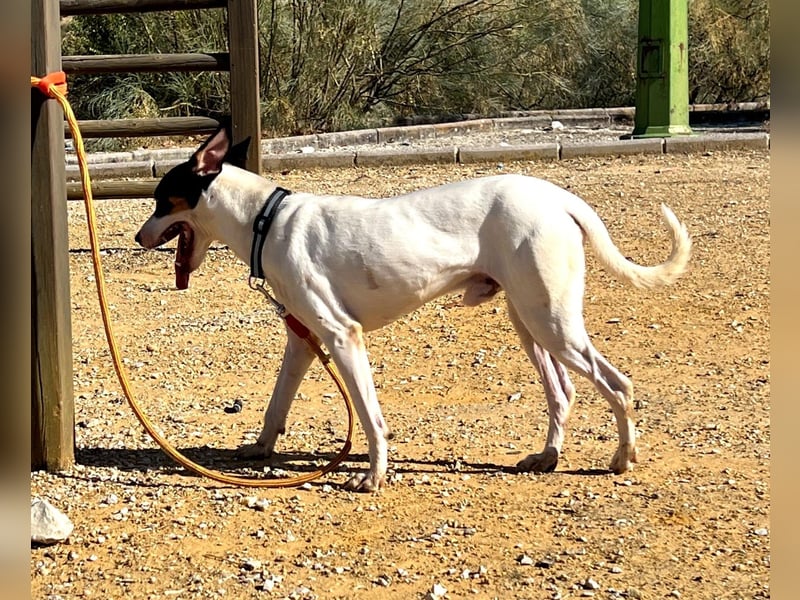 Bestia- wo darf er endlich ankommen?