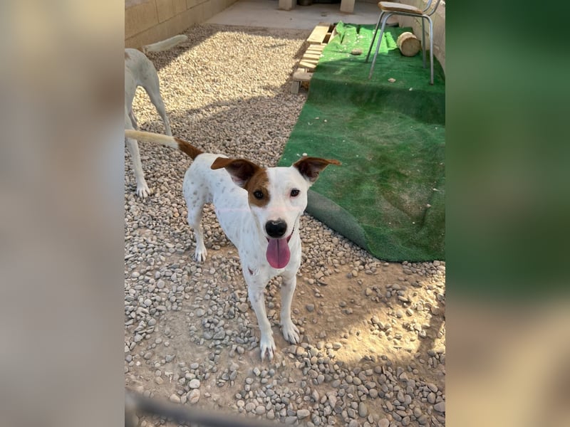 Lucky, wann bekommt er seine Chance?