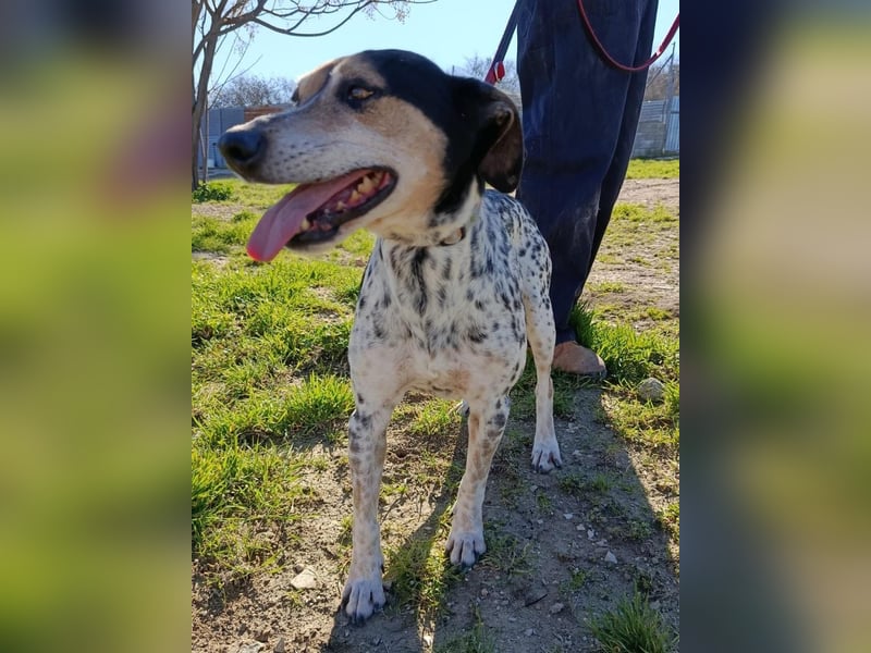 Pini - freundliche Jagdhund-Mischlingshündin sucht ihr Zuhause