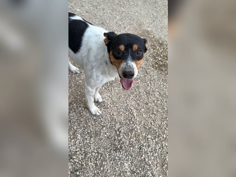Limón - ein fröhlicher Herzenshund mit ständig wedelndem Schwänzchen sucht sein Zuhause