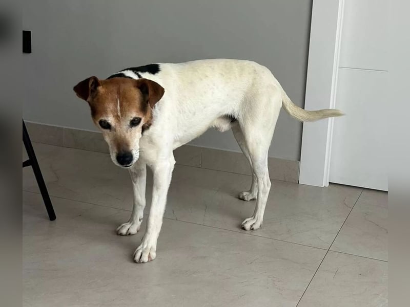 Max - sanfter Bodeguero-Mix sucht sein Zuhause