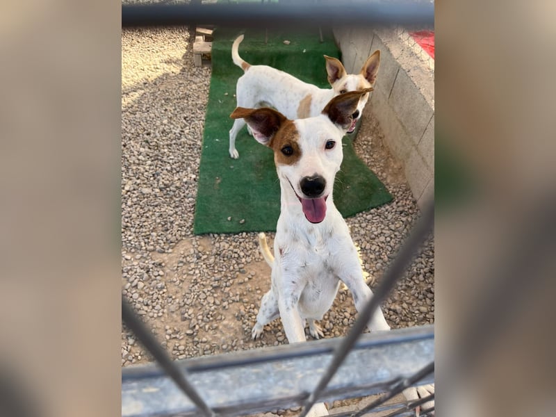 Lucky, freundlich sozial und gut gelaunt